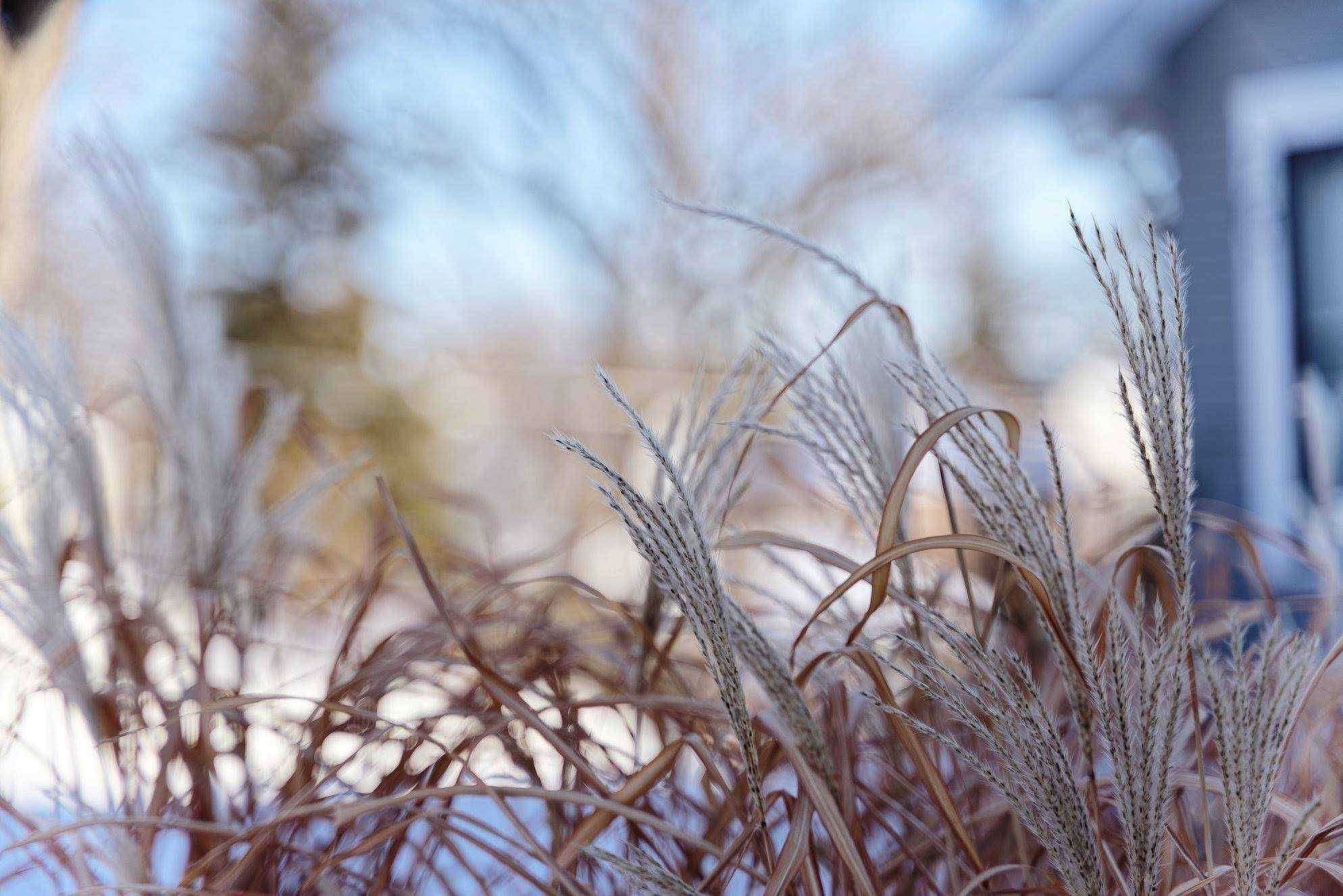 Bokeh Sample | Distant Background | Tamron 28-75mm f/2.8 Di III RXD