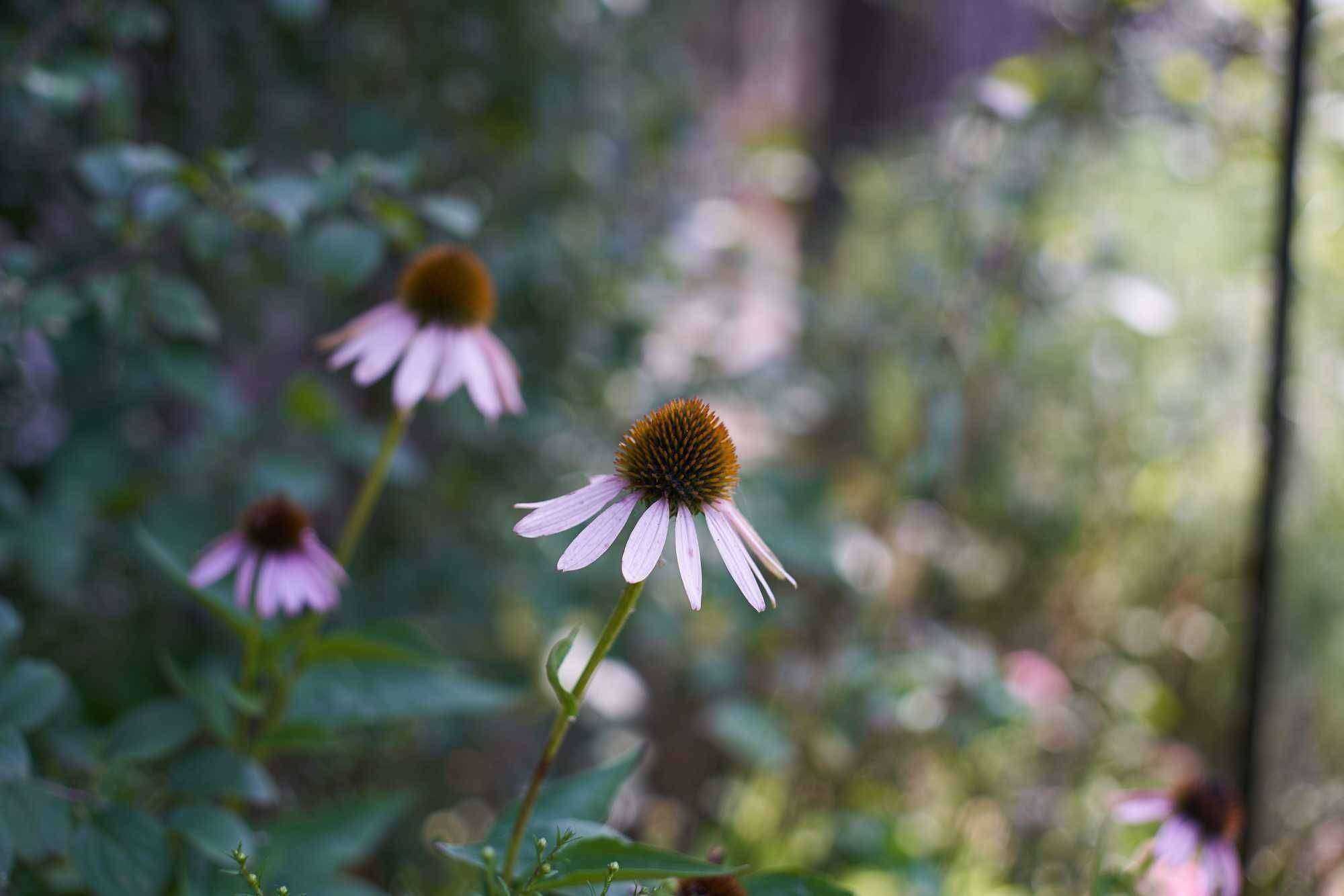 Sample image from Canon 50mm f/1.8 FD i lens | ISO 100 | f/1.8