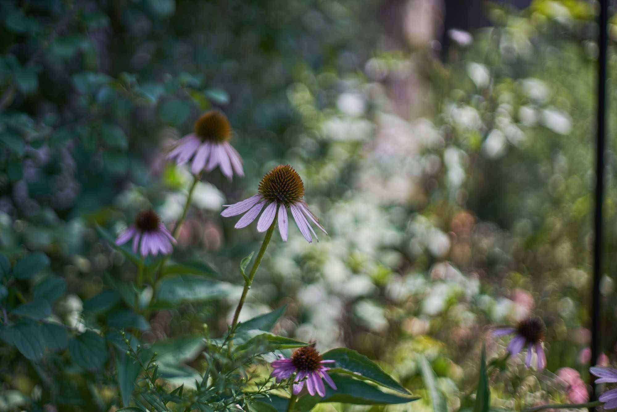 Sample image from Canon 50mm f/1.8 FD ii lens | ISO 100 | f/1.8