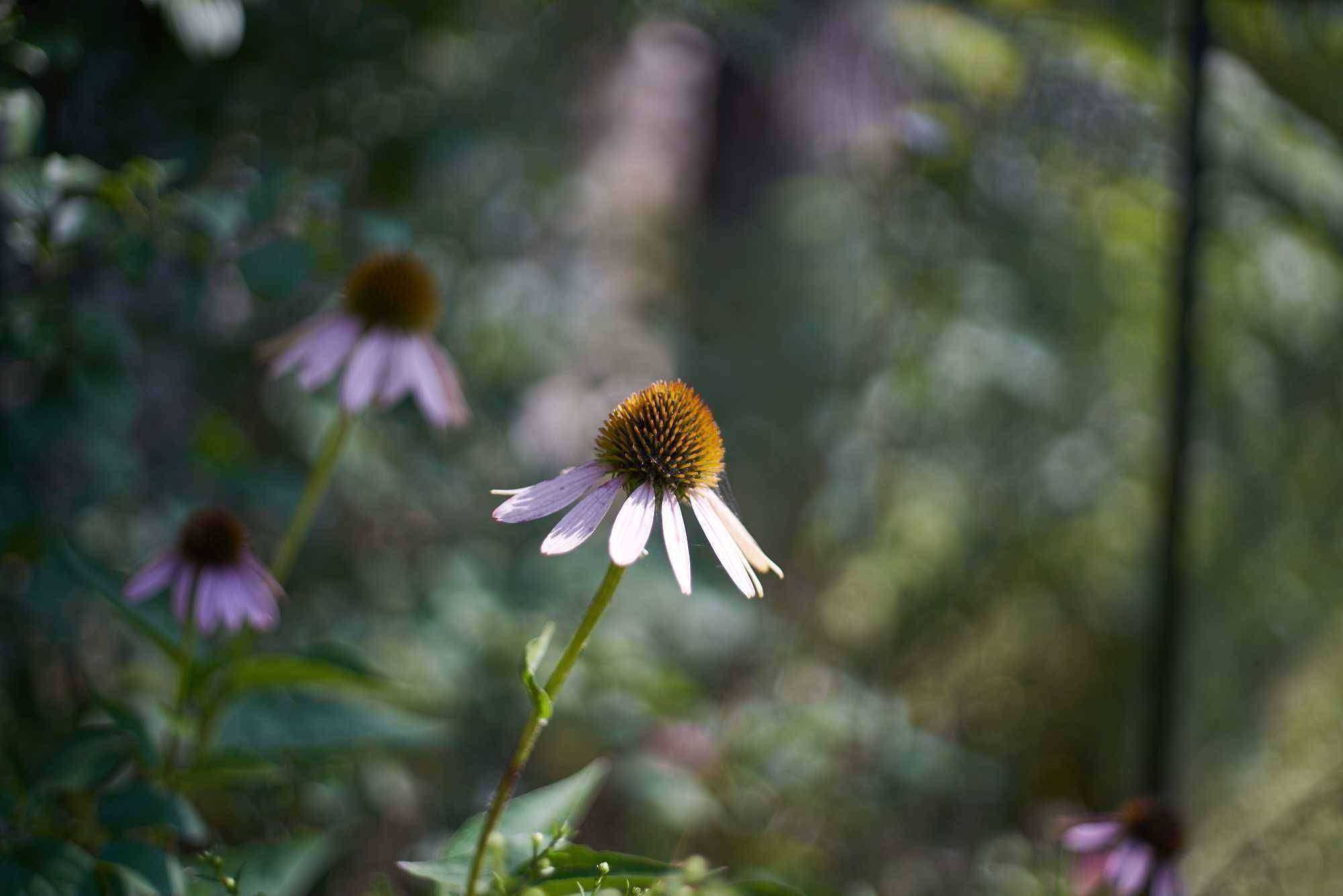 Sample image from Canon 50mm f/1.8 FD iii lens | ISO 100 | f/1.8