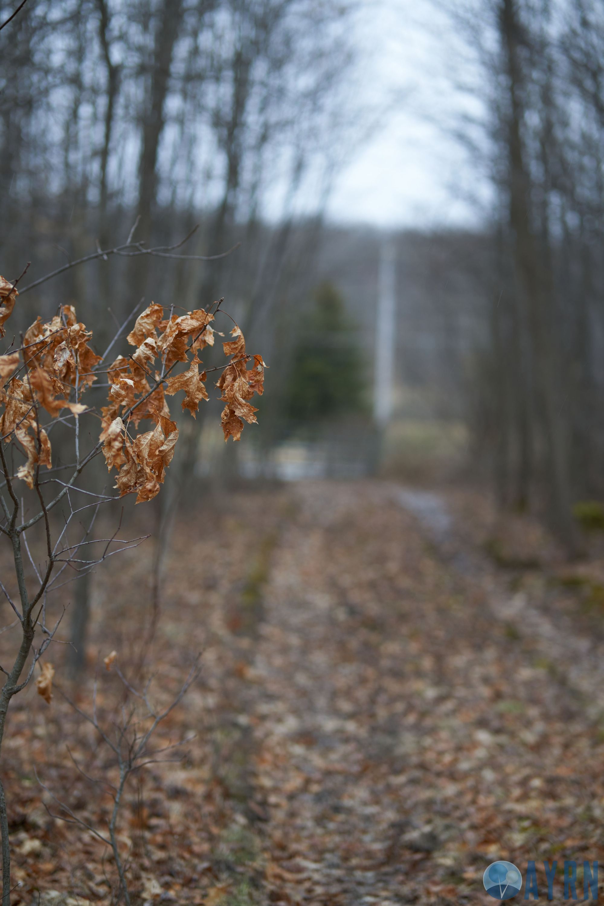 Sony A7RIV,Tokina 85mm 1.8, f1.8 (sample image)