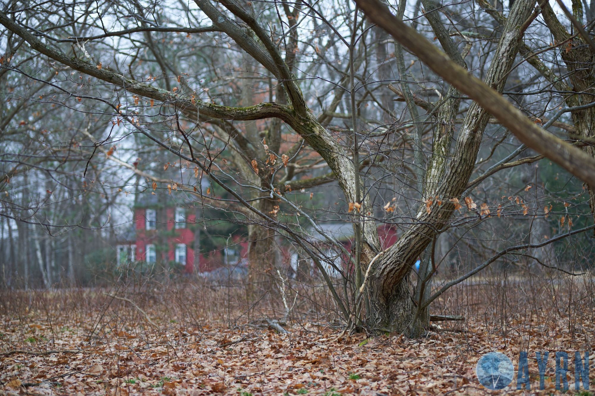 Sony A7RIV,Tokina 85mm 1.8, f1.8 (sample image)