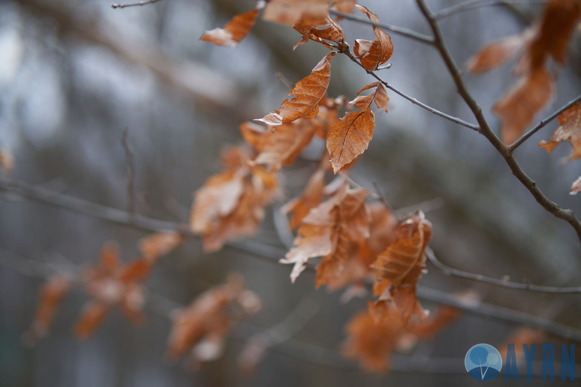 Sony A7RIV,Tokina 85mm 1.8, f1.8 (sample image)