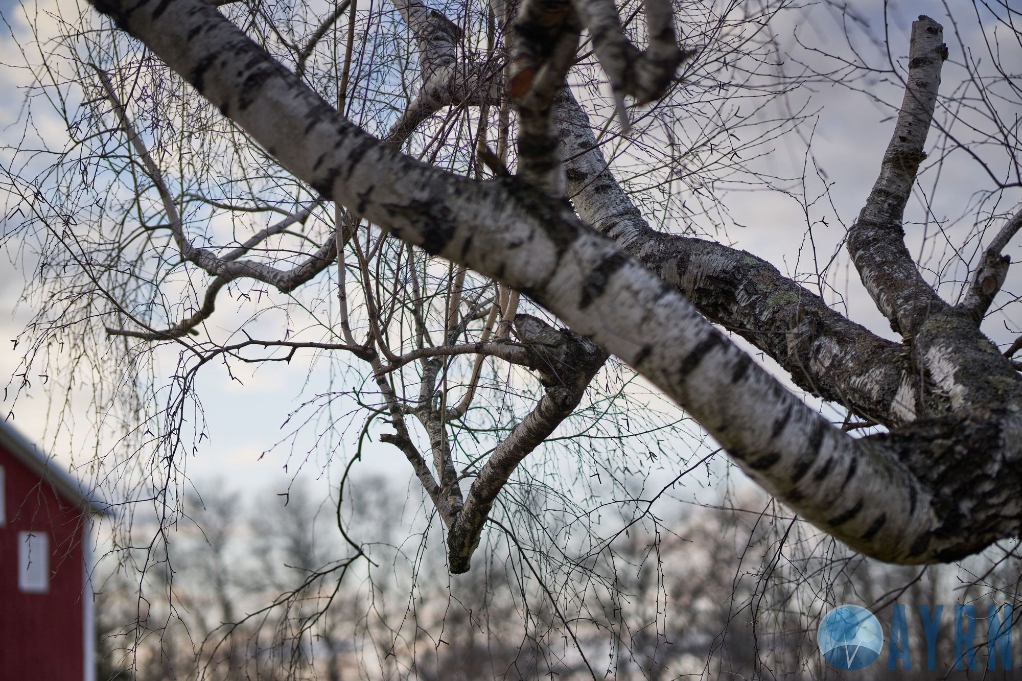 Sony A7RIV,Tokina 85mm 1.8, f1.8 (sample image)